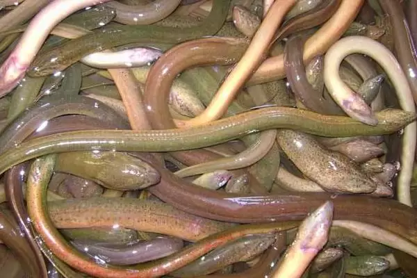 养黄鳝一亩能赚多少钱,附核算方法插图1 养黄鳝一亩能赚多少钱,附核算方法插图1