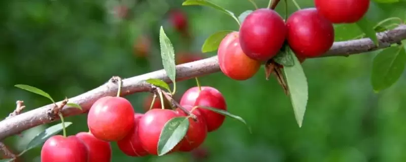 具十大种植前景的水果有哪些,有什么特点插图 具十大种植前景的水果有哪些,有什么特点插图