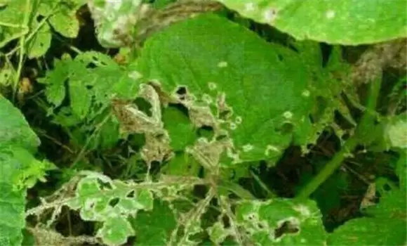 豆角腻虫是什么原因导致的 豆角长腻虫用什么药插图1
