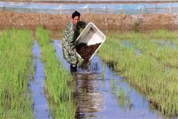 养龙虾需要什么条件 需要放多深的水合适插图1 养龙虾需要什么条件 需要放多深的水合适插图1