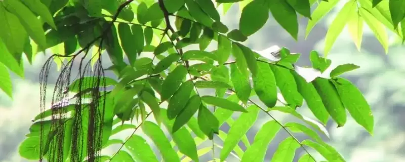 双子叶植物叶片的结构特点插图
