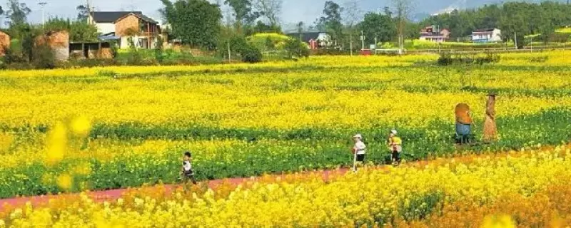 休闲农业为什么不赚钱，有这些原因插图