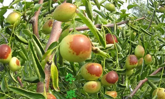 冬枣树种植方法,冬枣种植栽培的技术要点插图2 冬枣树种植方法,冬枣种植栽培的技术要点插图2