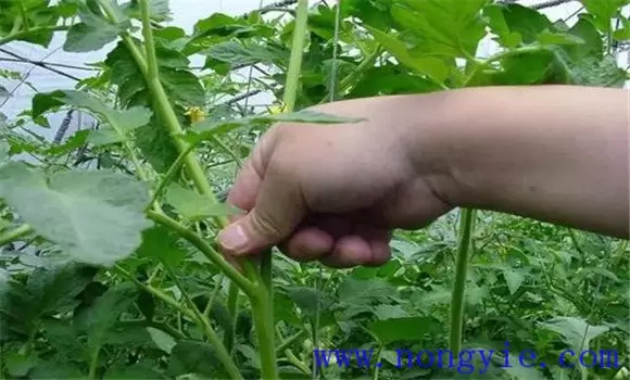番茄换头整枝技术：棚室番茄的换头整枝方法插图1