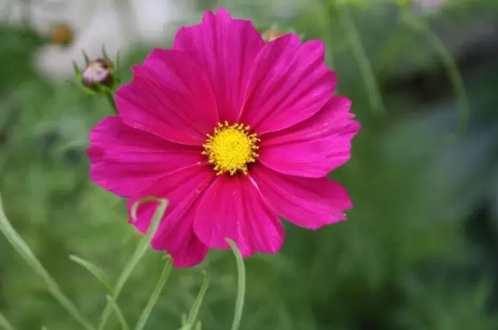 幸福花的养殖方法和注意事项有哪些插图1