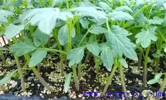 番茄无土栽培技术的三个要点插图