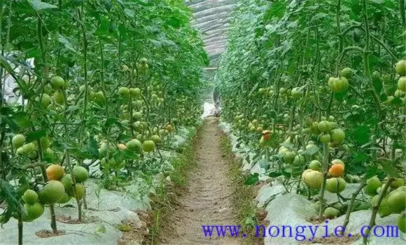 番茄播种时间 如何确定番茄的播种时期插图2