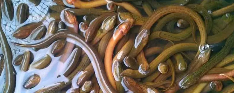 养黄鳝一亩能赚多少钱,附核算方法插图 养黄鳝一亩能赚多少钱,附核算方法插图