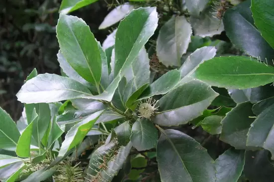 双子叶植物和单子叶植物的区别插图2