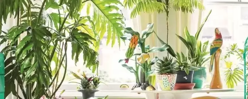 室内放太多植物的坏处插图
