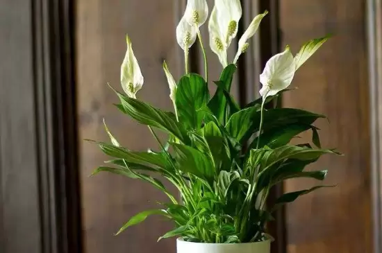 去甲醛味用什么植物插图1 去甲醛味用什么植物插图1