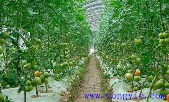 番茄换头整枝技术：棚室番茄的换头整枝方法插图2