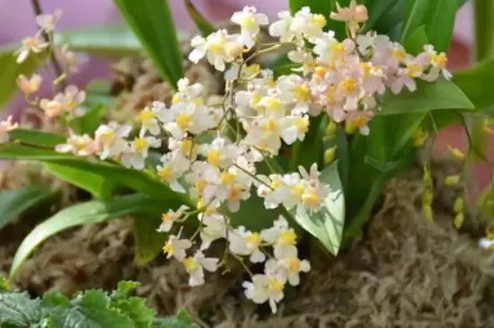 兰草花品种插图4 兰草花品种插图4