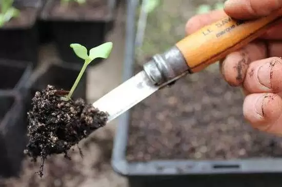 刚移栽的植物要马上浇水吗插图3 刚移栽的植物要马上浇水吗插图3