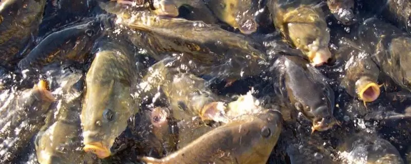 养锦鲤需要在鱼缸里放盐吗,需根据养殖情况来决定插图 养锦鲤需要在鱼缸里放盐吗,需根据养殖情况来决定插图