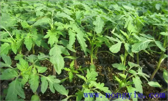 番茄枯萎病的症状表现 番茄枯萎病怎么治疗插图1