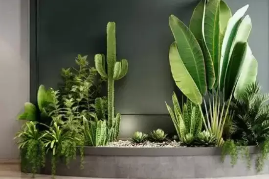 室内放太多植物的坏处插图1
