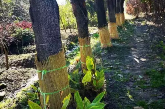 防止树木冻死的方法插图3