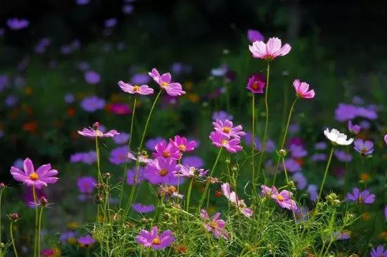 幸福香花的养殖方法插图3