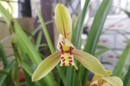 兰草花品种插图2 兰草花品种插图2