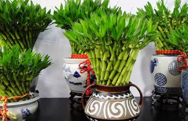 富贵竹能放在卧室吗？插图