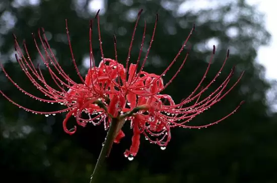 家中最忌讳的十种花插图3
