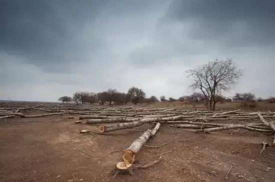 刚砍下的树多久才会干插图2