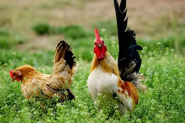 养鸡怎样防止黄鼠狼插图1 养鸡怎样防止黄鼠狼插图1