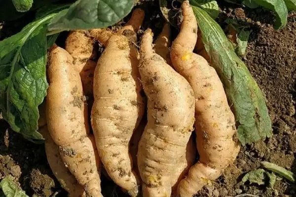 哪些药材适合在河南农村种植，包括地黄、山药、牛膝、菊花等品种插图3