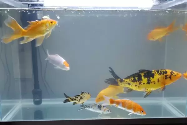 养锦鲤需要在鱼缸里放盐吗,需根据养殖情况来决定插图2 养锦鲤需要在鱼缸里放盐吗,需根据养殖情况来决定插图2