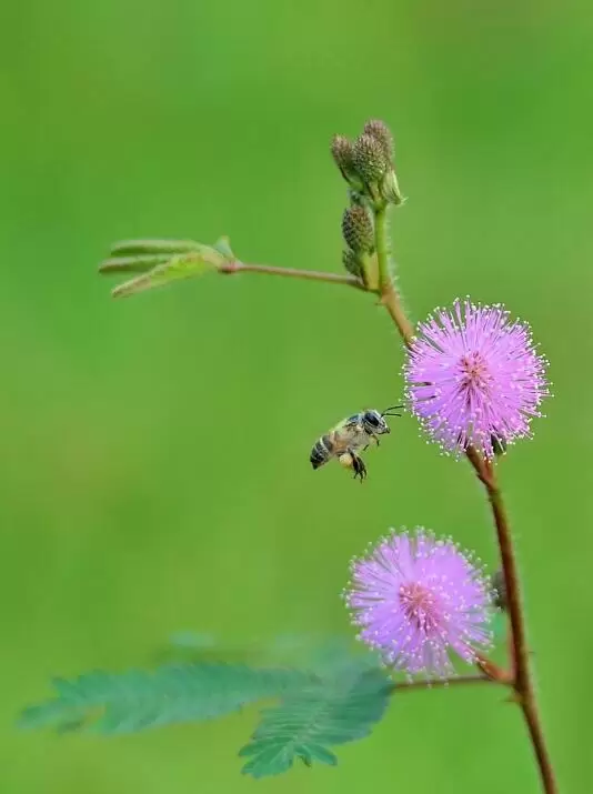 室内不适合养什么花草植物,室内养花禁忌插图2 室内不适合养什么花草植物,室内养花禁忌插图2