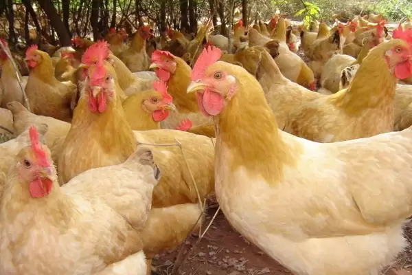 养鸡怎样防止黄鼠狼插图2 养鸡怎样防止黄鼠狼插图2