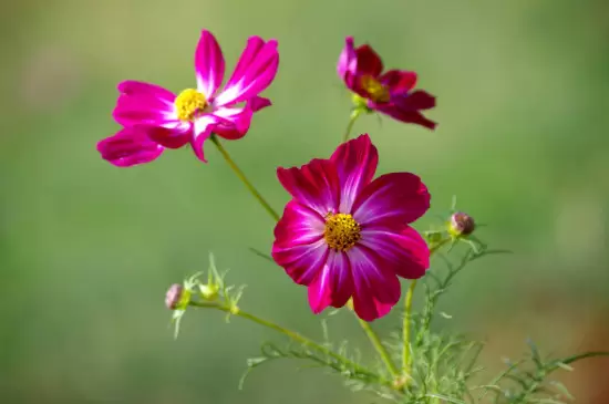 幸福香花的养殖方法插图1