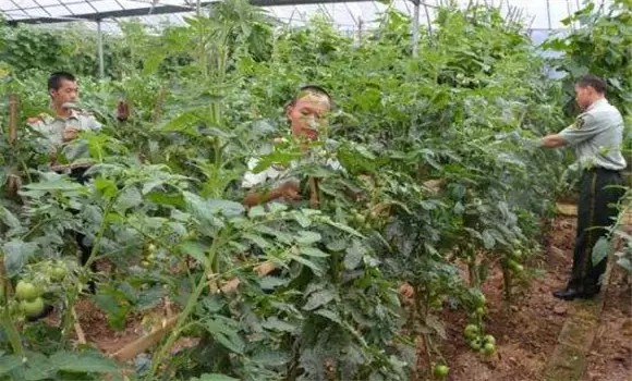番茄的整枝方式 番茄的整枝应注意哪些事项插图