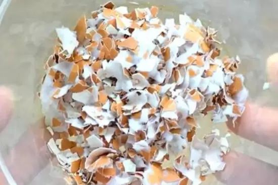 蛋壳泡水发酵后是什么肥料插图1