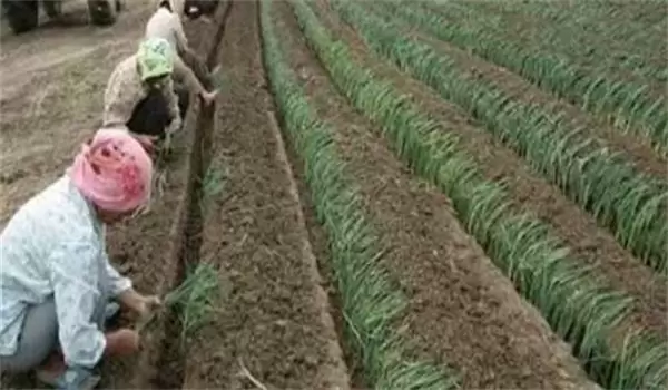大葱育苗什么时候播种 大葱苗后除草剂有哪些插图2