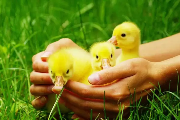 如何控温养鹅苗插图1 如何控温养鹅苗插图1