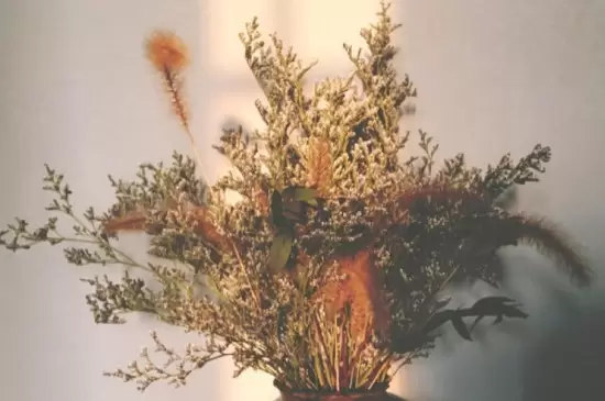 干花要风干多久插图2