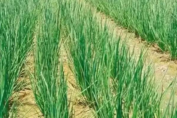 大葱的品种有哪些,什么时间种植、怎样种植插图2 大葱的品种有哪些,什么时间种植、怎样种植插图2