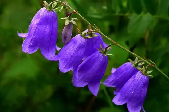 风铃花的花语是什么?插图1 风铃花的花语是什么?插图1