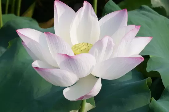 家中最忌讳的十种花插图6