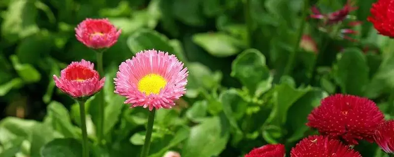 幸福花的养殖方法和注意事项有哪些插图