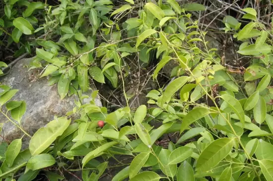 双子叶植物和单子叶植物的区别插图1