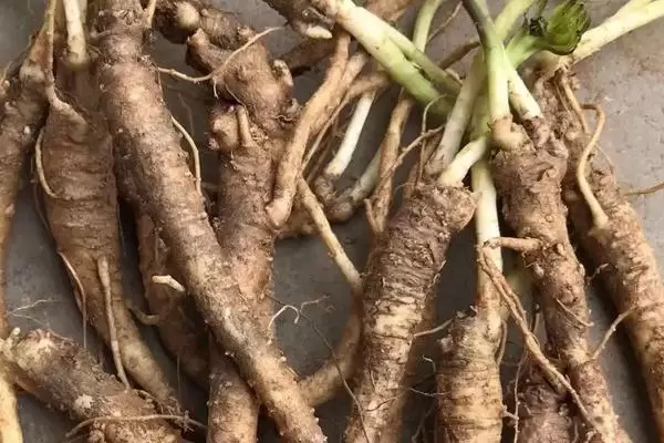 广西适合种哪些药材,部分药材介绍插图1 广西适合种哪些药材,部分药材介绍插图1