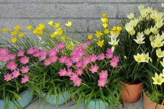 夏天开的花都有什么花插图3
