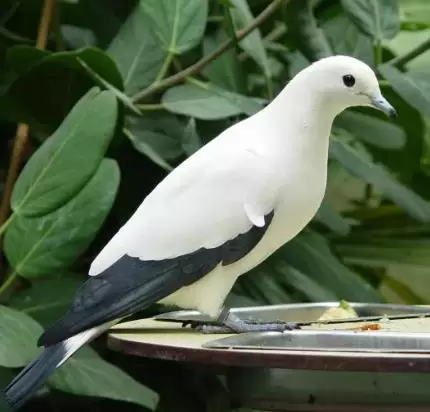 养鸽场的养殖密度多少比较合适呢？插图