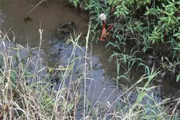 小龙虾死亡有几种原因,死亡前有哪些征兆插图1 小龙虾死亡有几种原因,死亡前有哪些征兆插图1