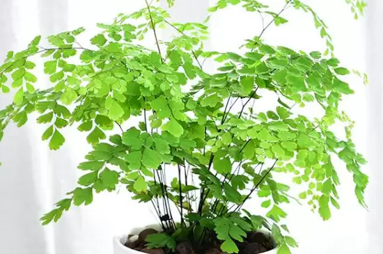 去甲醛味用什么植物插图2 去甲醛味用什么植物插图2