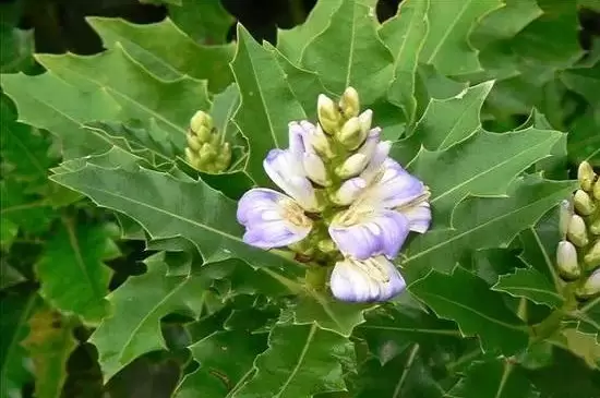 双子叶植物叶片的结构特点插图2