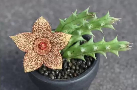 家中最忌讳的十种花插图7